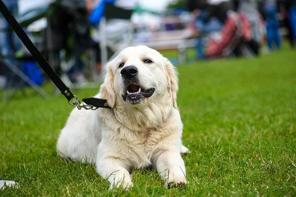 Cão engraçado no prado — Fotografia de Stock