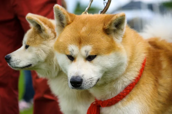 Psi Akita inu — Stock fotografie