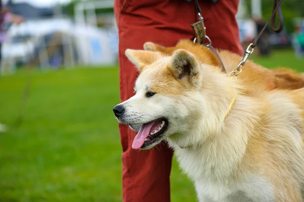 Akita Inu dog — Stock Photo, Image