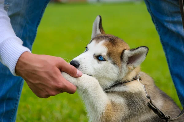 Niedlicher Welpe sibirischer Husky — Stockfoto