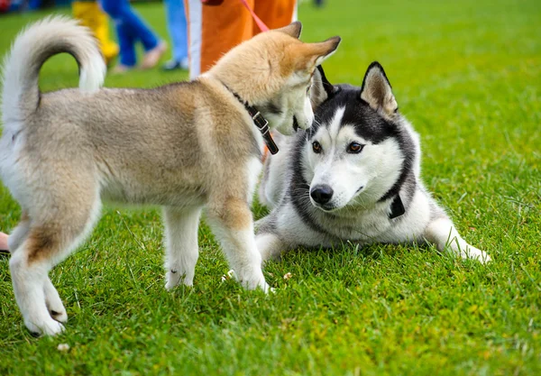 Chiens drôles sur prairie — Photo