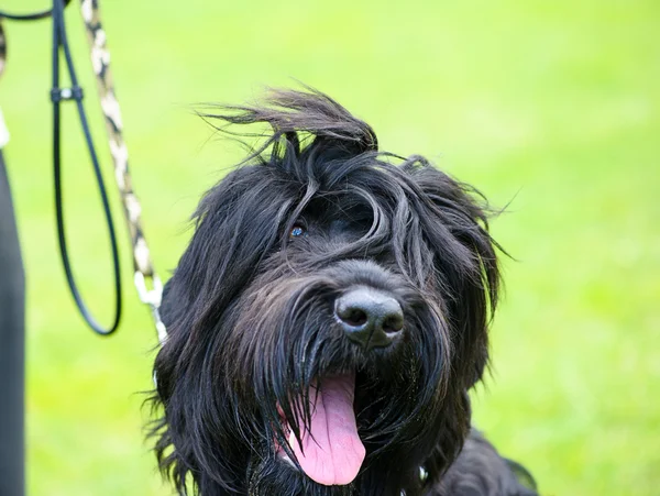 Funny pes na louce — Stock fotografie