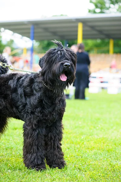 Çayır üzerinde komik köpek — Stok fotoğraf