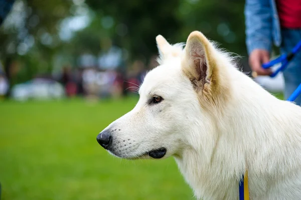 Chien drôle sur prairie — Photo