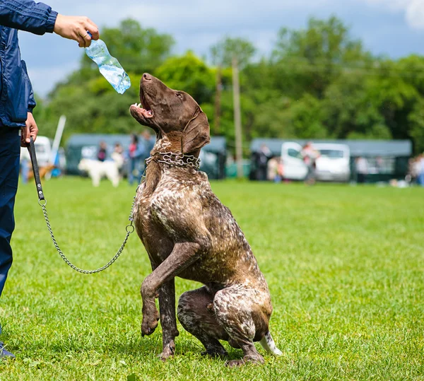 Funny dog on meadow