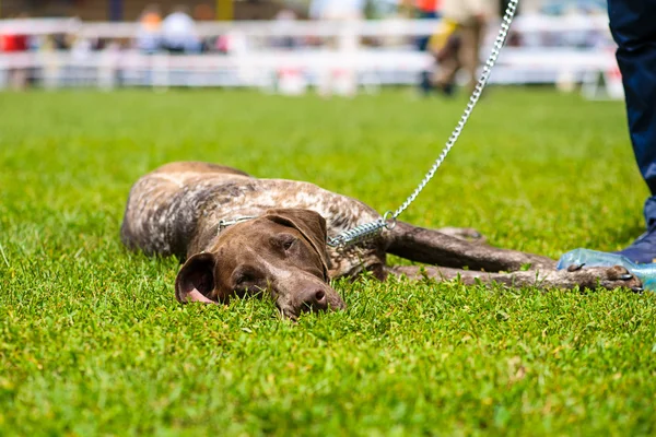 Lustiger Hund auf Wiese — Stockfoto