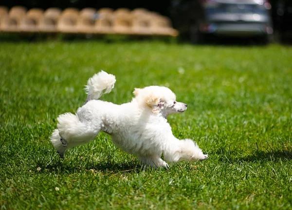 草原に面白い犬 — ストック写真