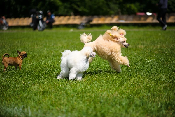 Chiens drôles sur prairie — Photo