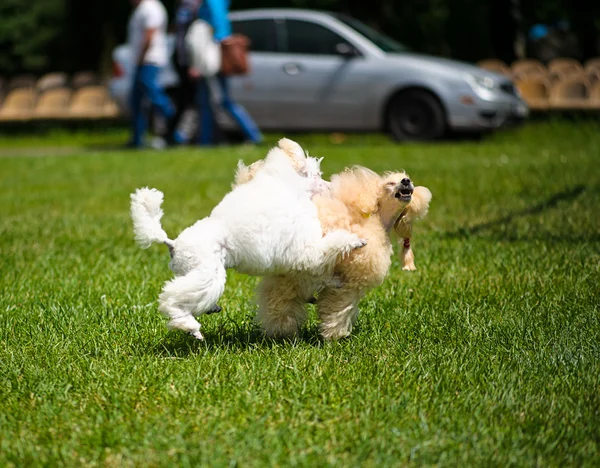 草原に面白い犬 — ストック写真