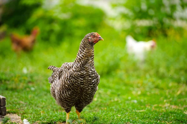 Jeune oiseau de poulet — Photo