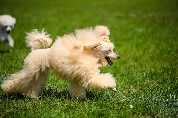 Cão engraçado no prado — Fotografia de Stock