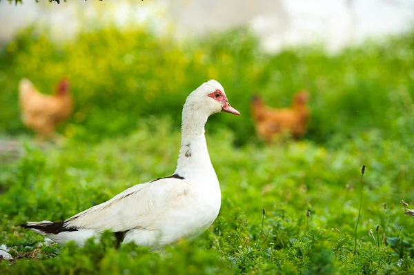 Eend op een boerderij — Stockfoto