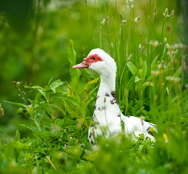 Eend op een boerderij — Stockfoto