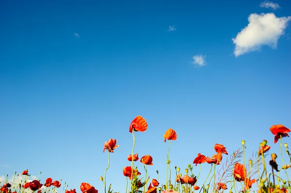 Schöne leuchtend rote Mohnblumen — Stockfoto