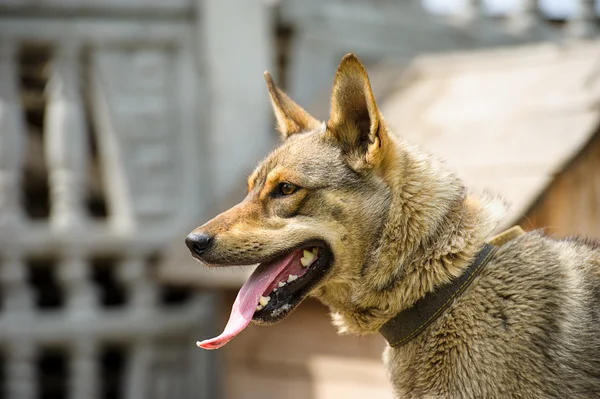 Entzückend lustiger Hund — Stockfoto