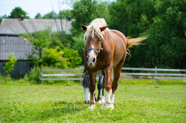 Hermoso caballo en la granja . —  Fotos de Stock