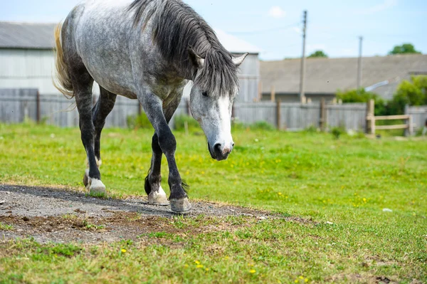 Mooi paard op boerderij. — Stockfoto