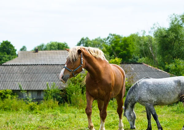 Belos cavalos na fazenda . — Fotografia de Stock