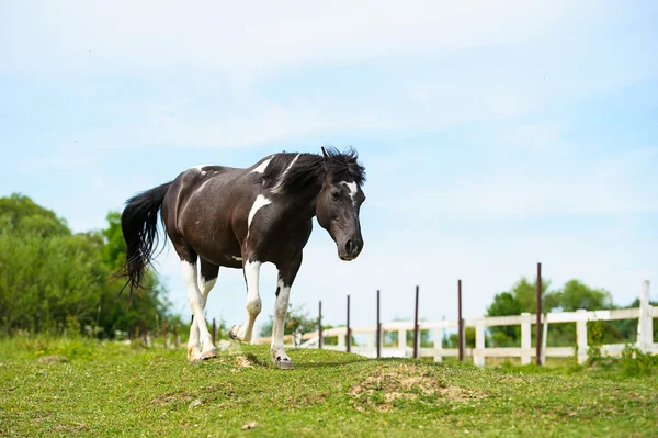 Mooi paard op boerderij. — Stockfoto