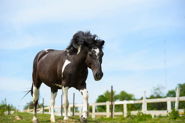 Красивий кінь на фермі — стокове фото