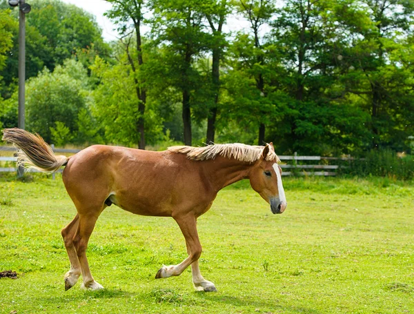 Όμορφο άλογο στο αγρόκτημα — Φωτογραφία Αρχείου