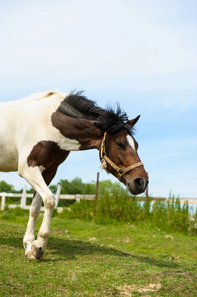 Belo cavalo na fazenda — Fotografia de Stock