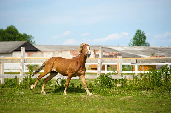 Belo cavalo na fazenda — Fotografia de Stock