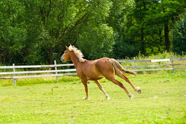 Smuk Hest på gården - Stock-foto