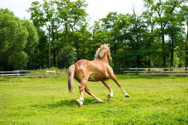 Belo cavalo na fazenda — Fotografia de Stock