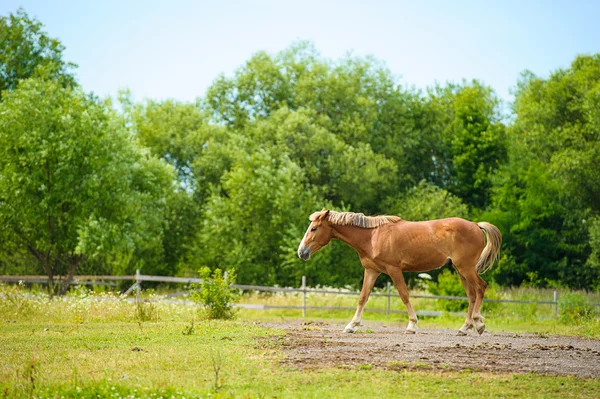 Gyönyörű ló-Farm. — Stock Fotó