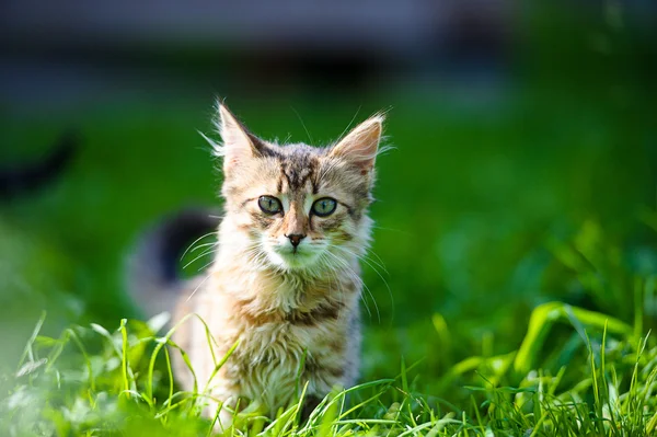 Çok güzel komik yavru kedi — Stok fotoğraf