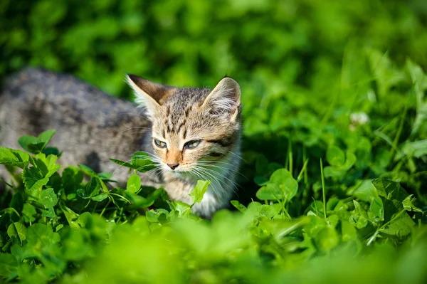 Çok güzel komik yavru kedi — Stok fotoğraf