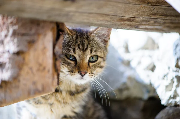 Rozkošný Funny kitten — Stock fotografie