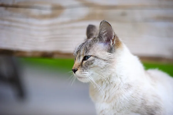 Gato adorable divertido — Foto de Stock