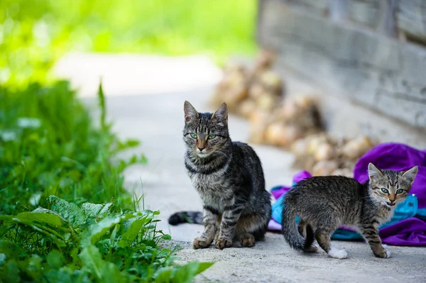 Funny cat and kitten — Stock Photo, Image