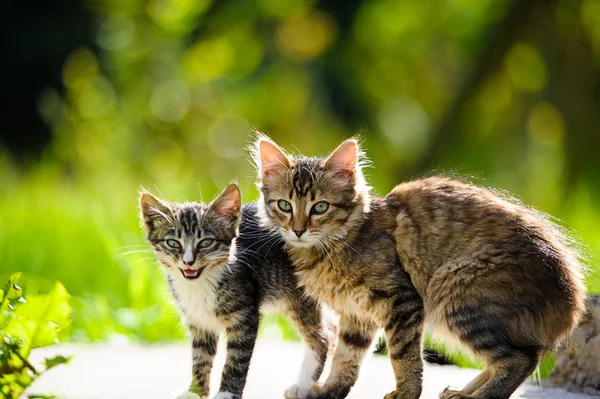 Funny cat and kitten — Stock Photo, Image
