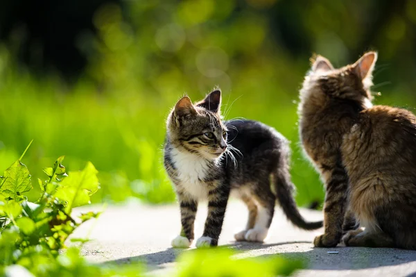 Funny cat and kitten — Stock Photo, Image