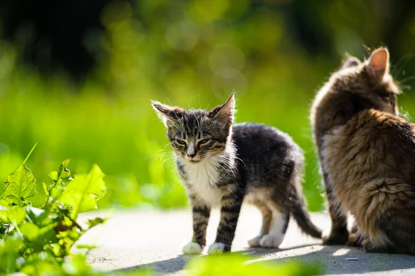 Gatinho e gato engraçado — Fotografia de Stock