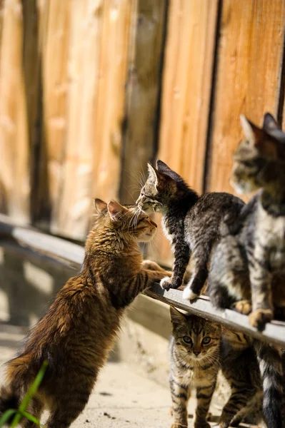 Gatinhos engraçados adoráveis — Fotografia de Stock