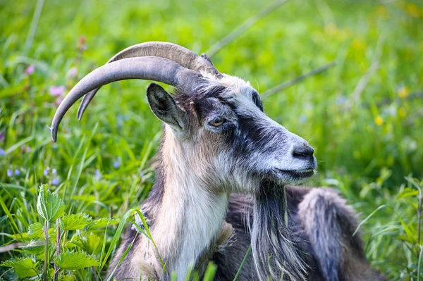 Ziege auf dem grünen Gras — Stockfoto