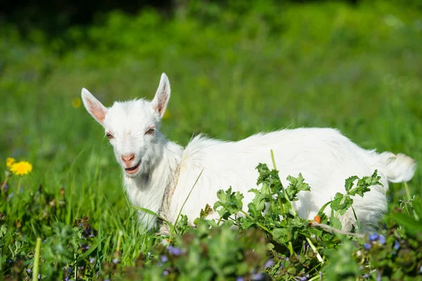 Divertente bambino bianco di capra — Foto Stock