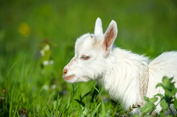 Bebê branco engraçado de cabra — Fotografia de Stock