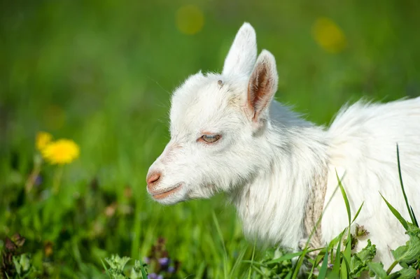 Zabawne dziecko białe kozy — Zdjęcie stockowe