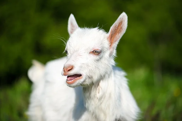 Bébé blanc drôle de chèvre — Photo