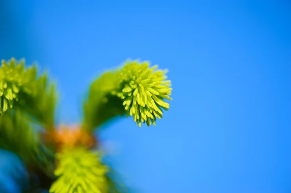 Kiefernzweig — Stockfoto