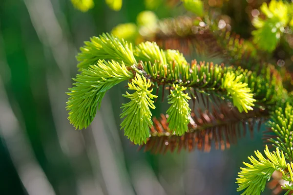 Pine tree branch — Stock Photo, Image