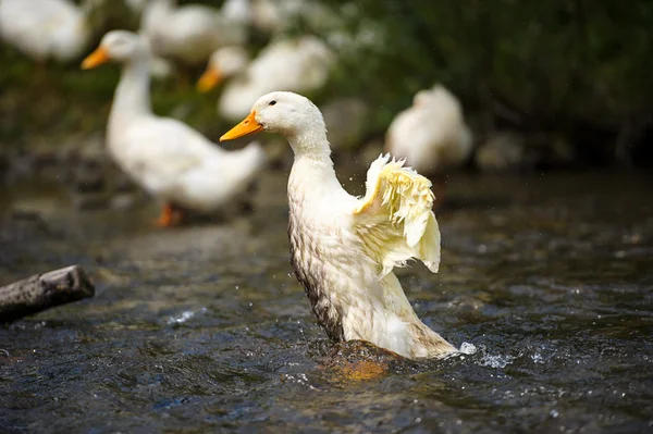 Pato branco na água — Fotografia de Stock