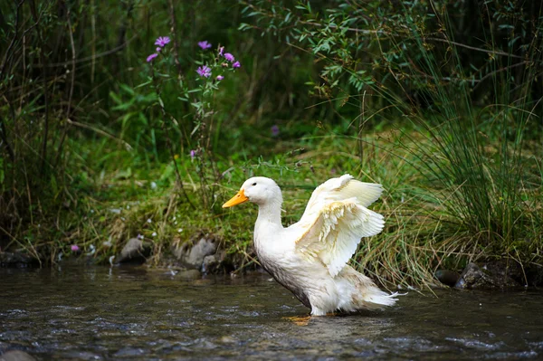 Fehér kacsa a víz — Stock Fotó