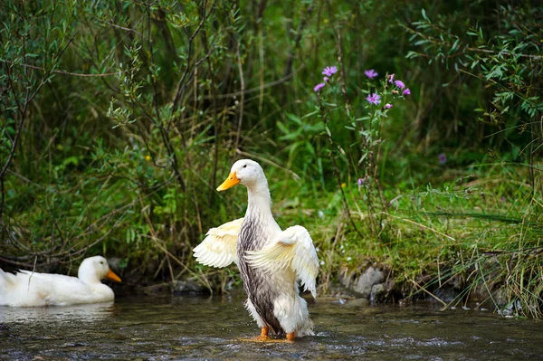 Bílé kačenky na vodě — Stock fotografie