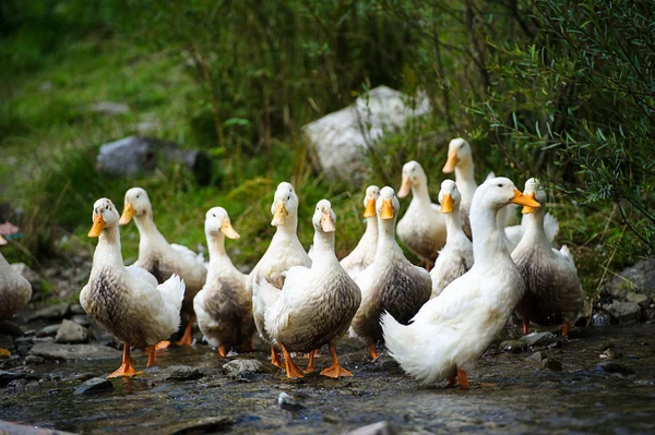 White ducks on water — Stock Photo, Image